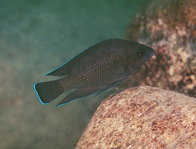 Variabilichromis moorii 'Mtosi'